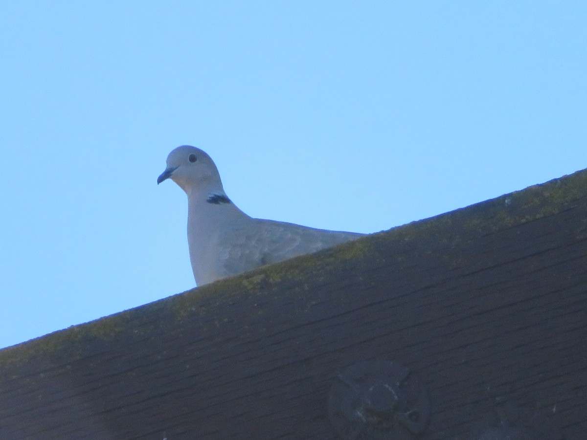 Eurasian Collared-Dove - ML220236821