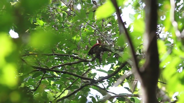 Banded Woodpecker - ML220236931