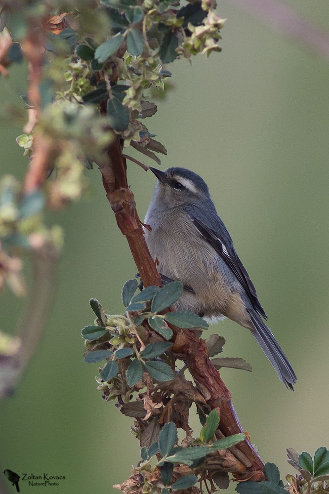 Cinereous Conebill - ML220237201