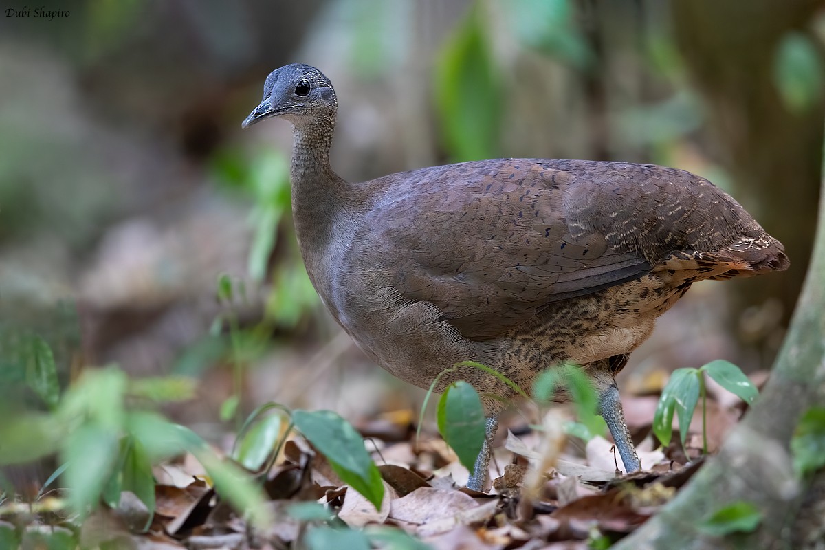 Great Tinamou - ML220238251