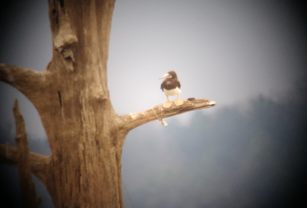 Brown Booby - ML22023851