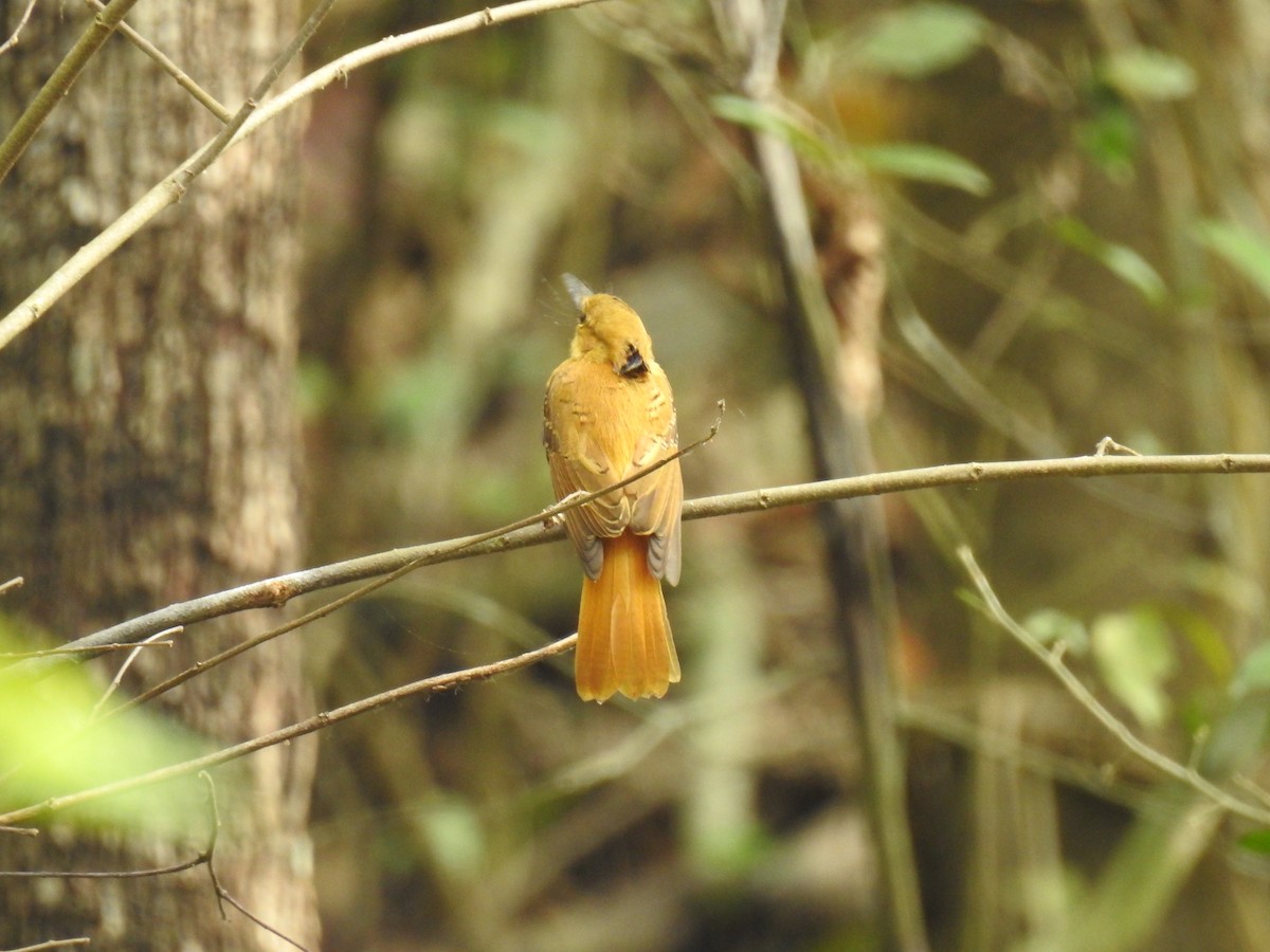 Tropical Royal Flycatcher (Pacific) - ML220238801