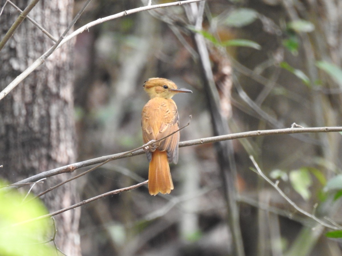 Tropical Royal Flycatcher (Pacific) - ML220238811