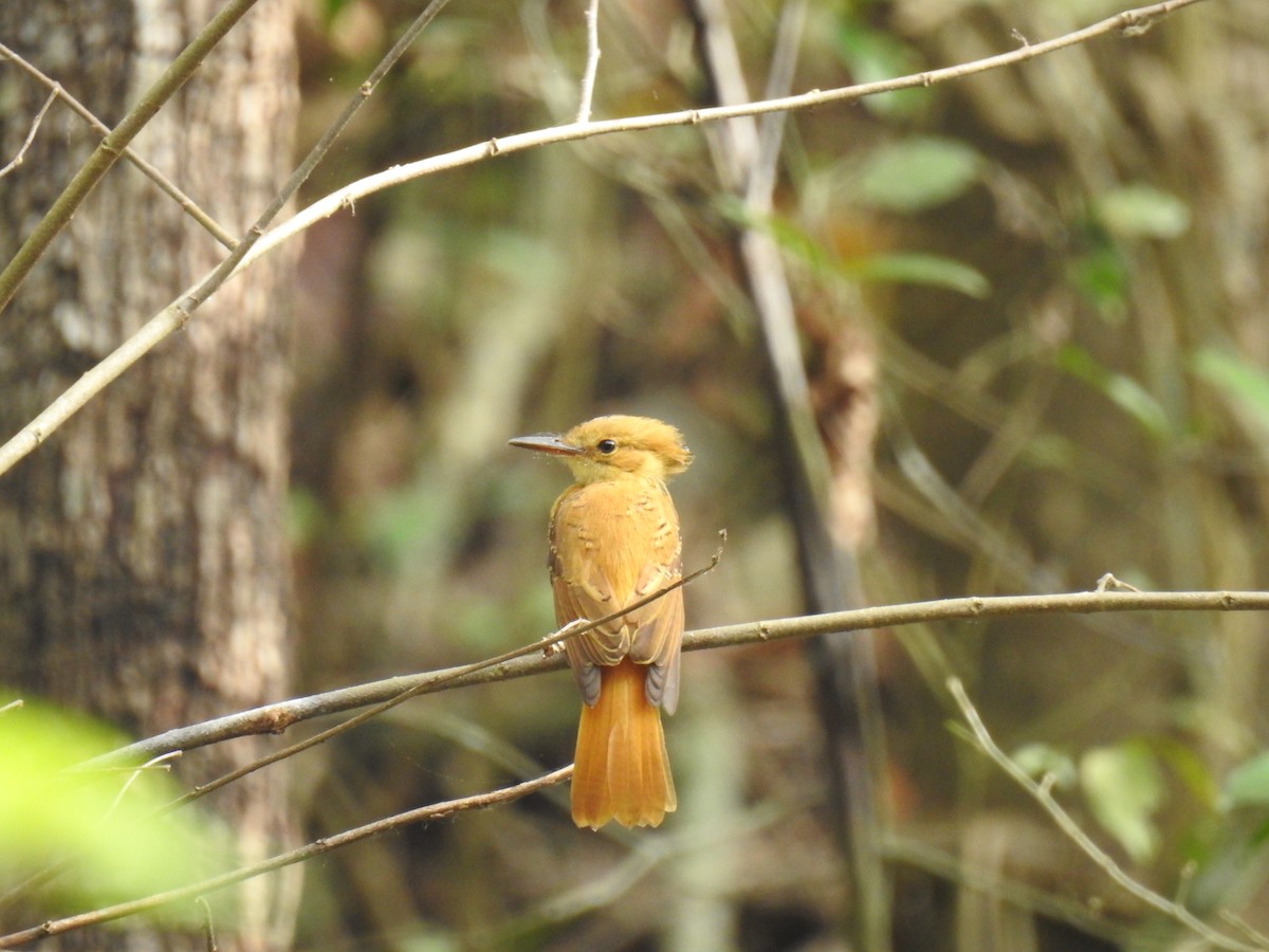 Tropical Royal Flycatcher (Pacific) - ML220238881