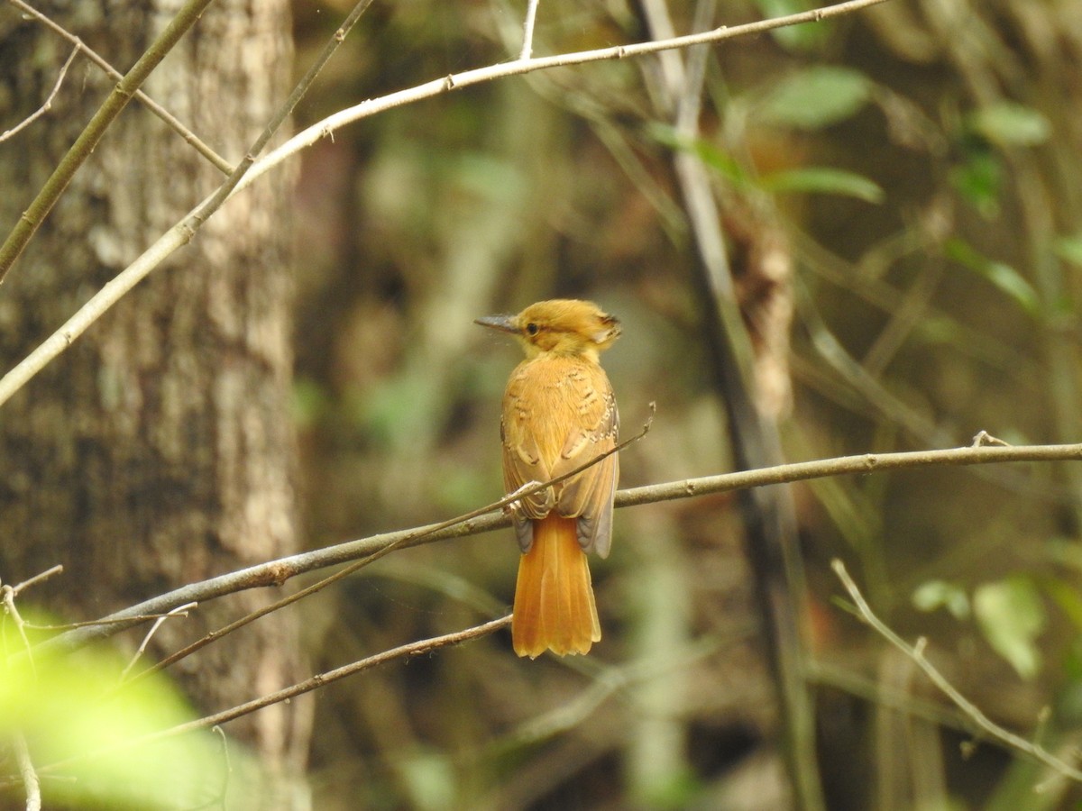 Tropical Royal Flycatcher (Pacific) - ML220238891