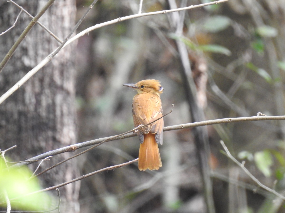 Tropical Royal Flycatcher (Pacific) - ML220238921
