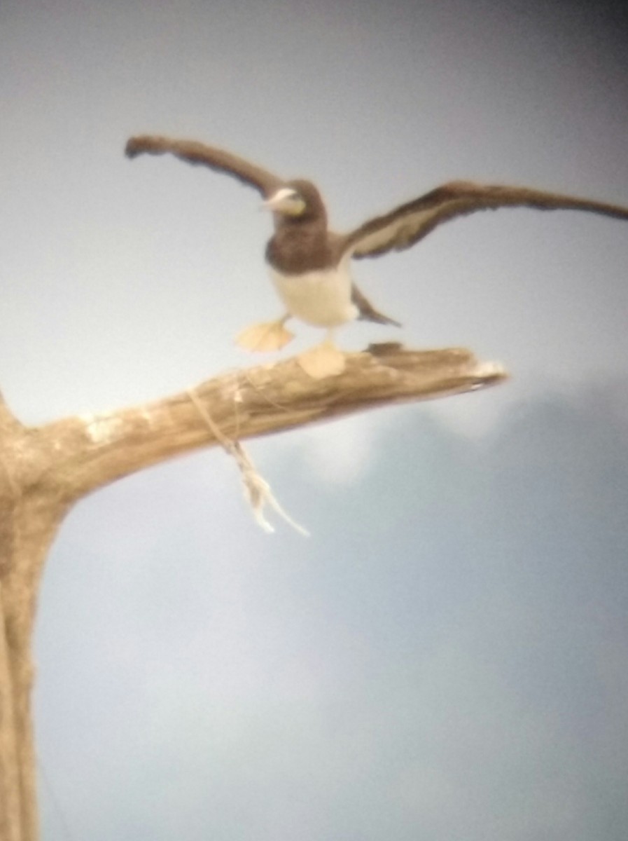 Brown Booby - ML22023981