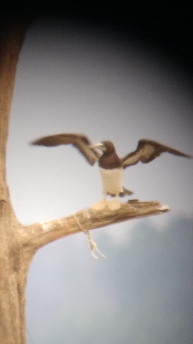 Brown Booby - ML22024051