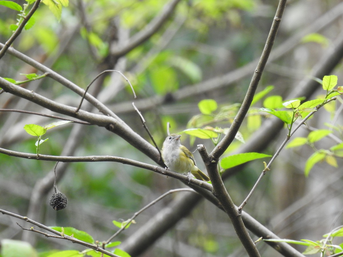 Lesser Greenlet - Fernando Angulo - CORBIDI