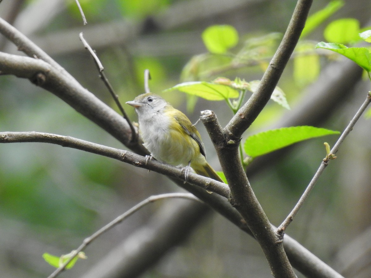 Lesser Greenlet - Fernando Angulo - CORBIDI