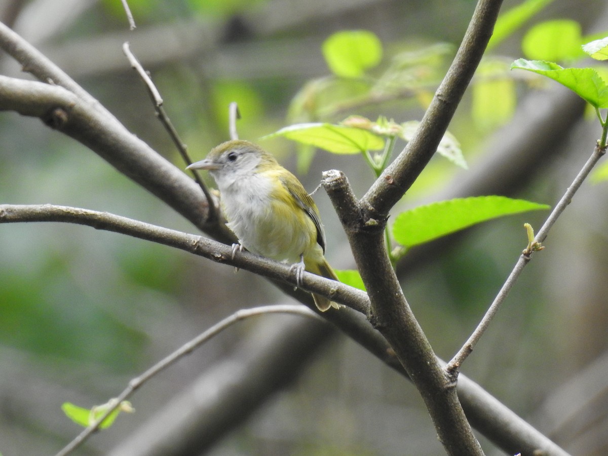 Lesser Greenlet - Fernando Angulo - CORBIDI