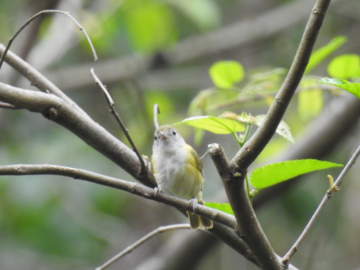 Lesser Greenlet - Fernando Angulo - CORBIDI