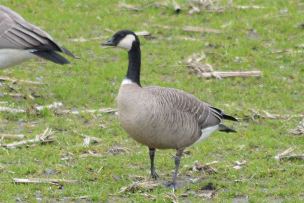 Cackling Goose - ML220243981