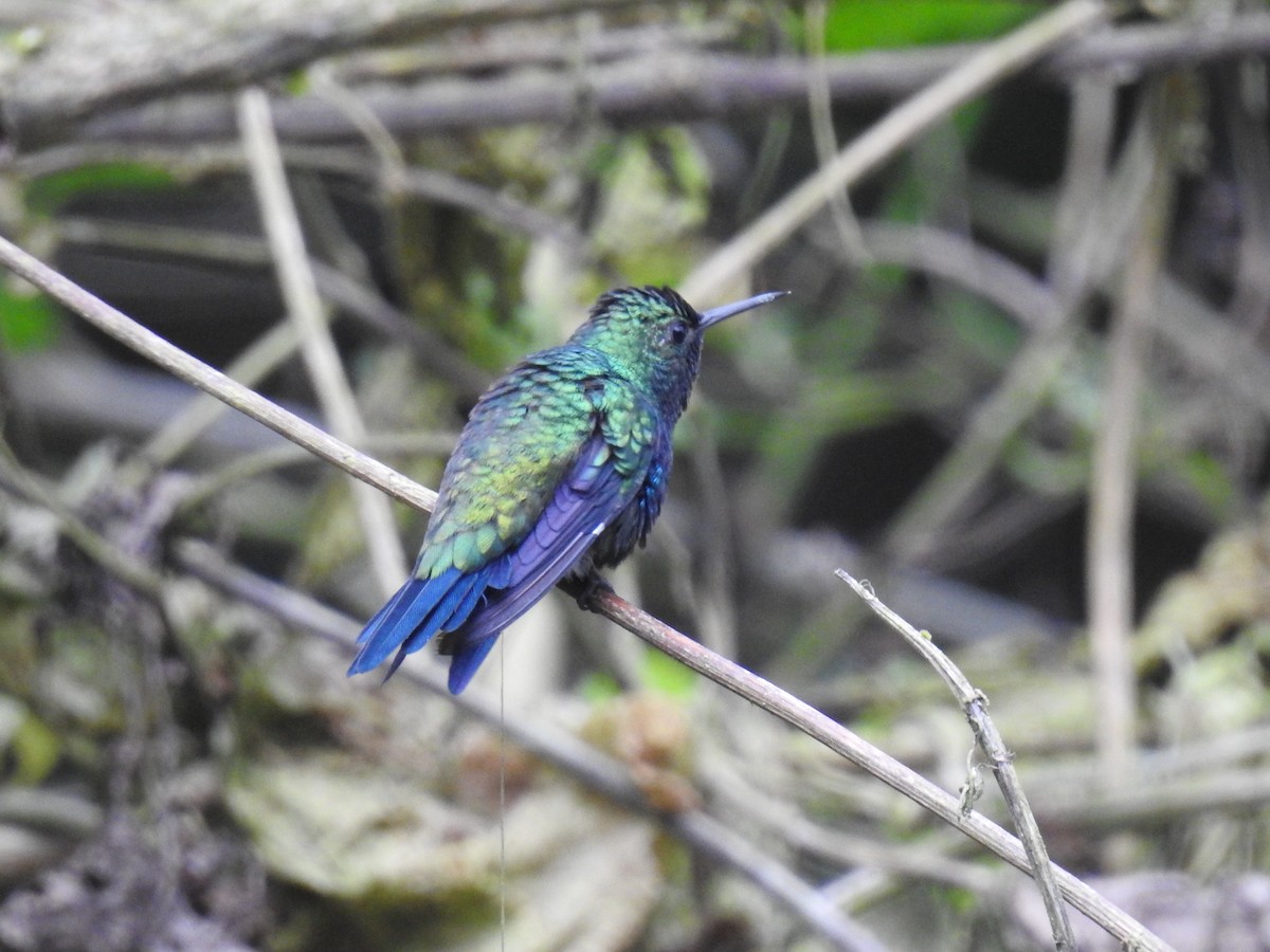 Violet-bellied Hummingbird - ML220244231