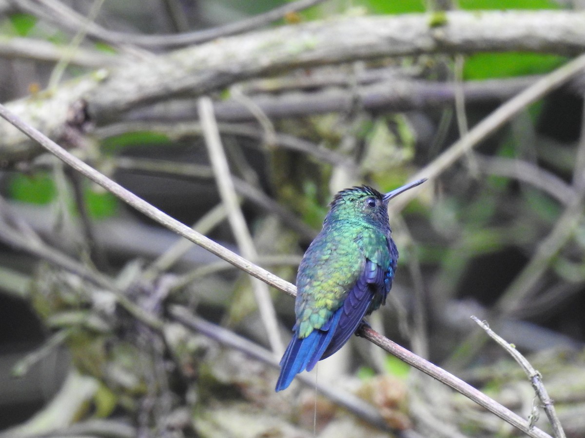 Violet-bellied Hummingbird - ML220244271