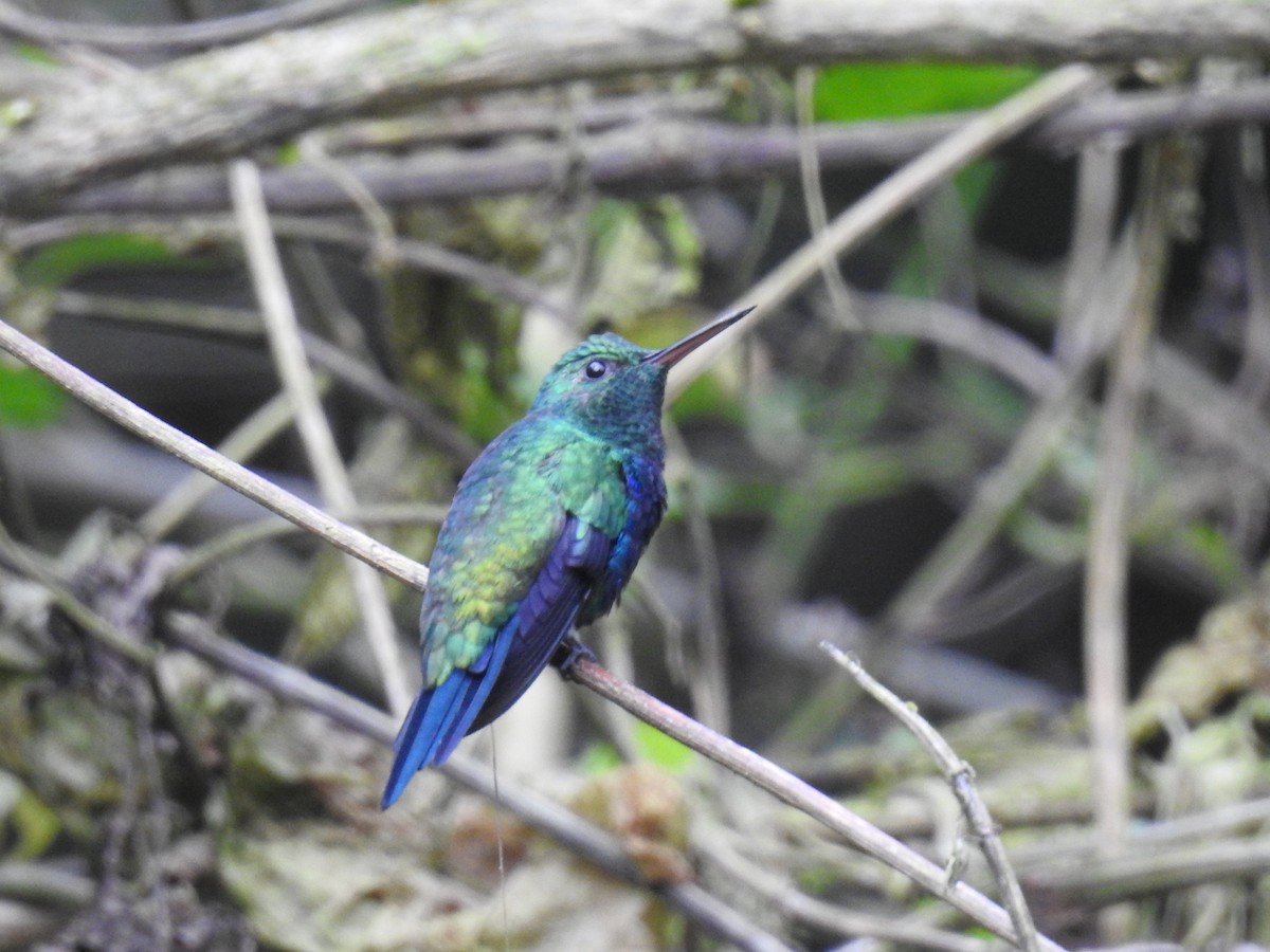 Violet-bellied Hummingbird - ML220244281