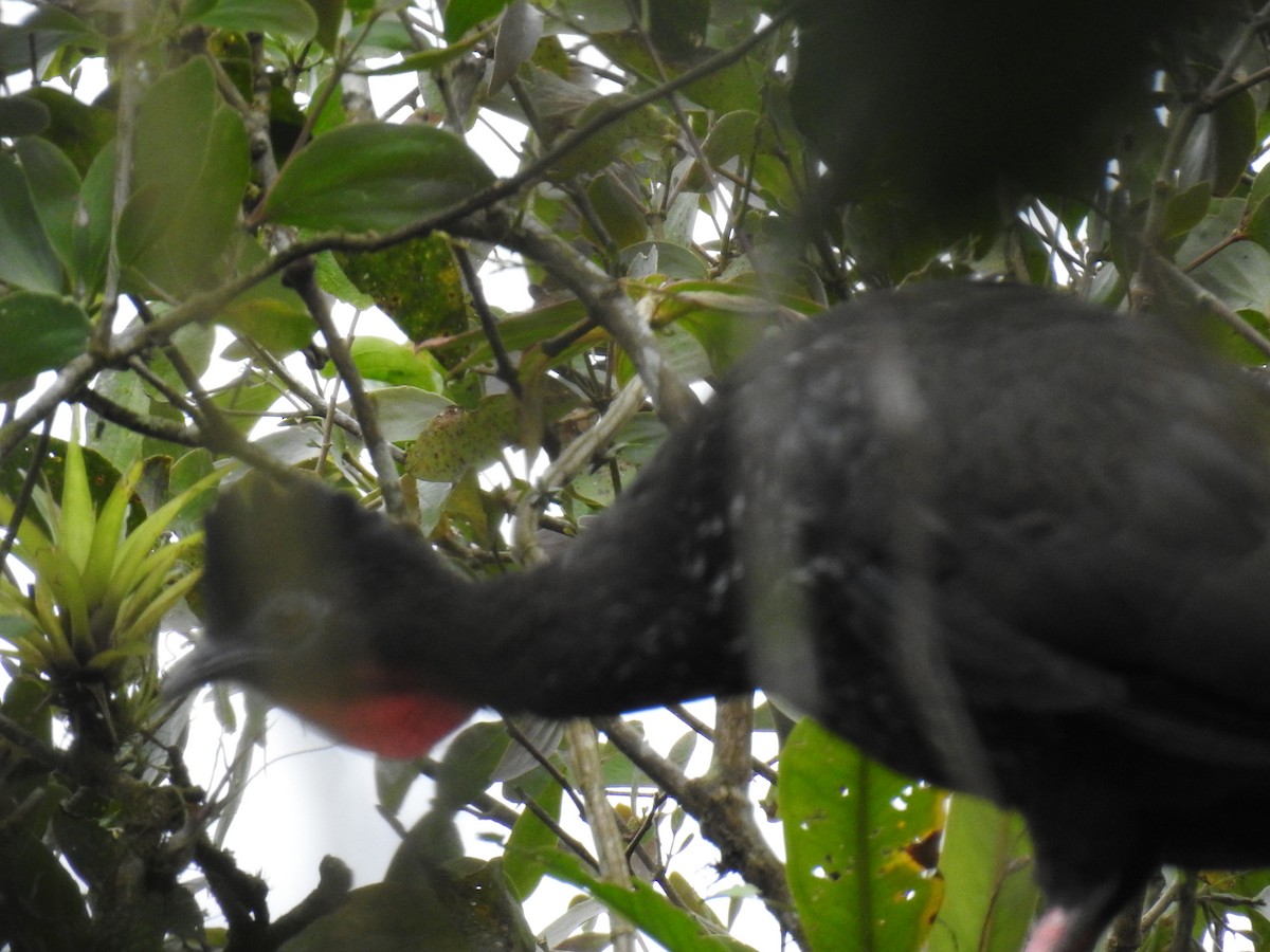 Crested Guan - ML220244421
