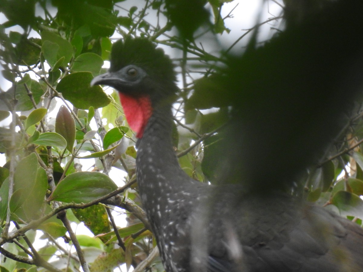 Crested Guan - ML220244451