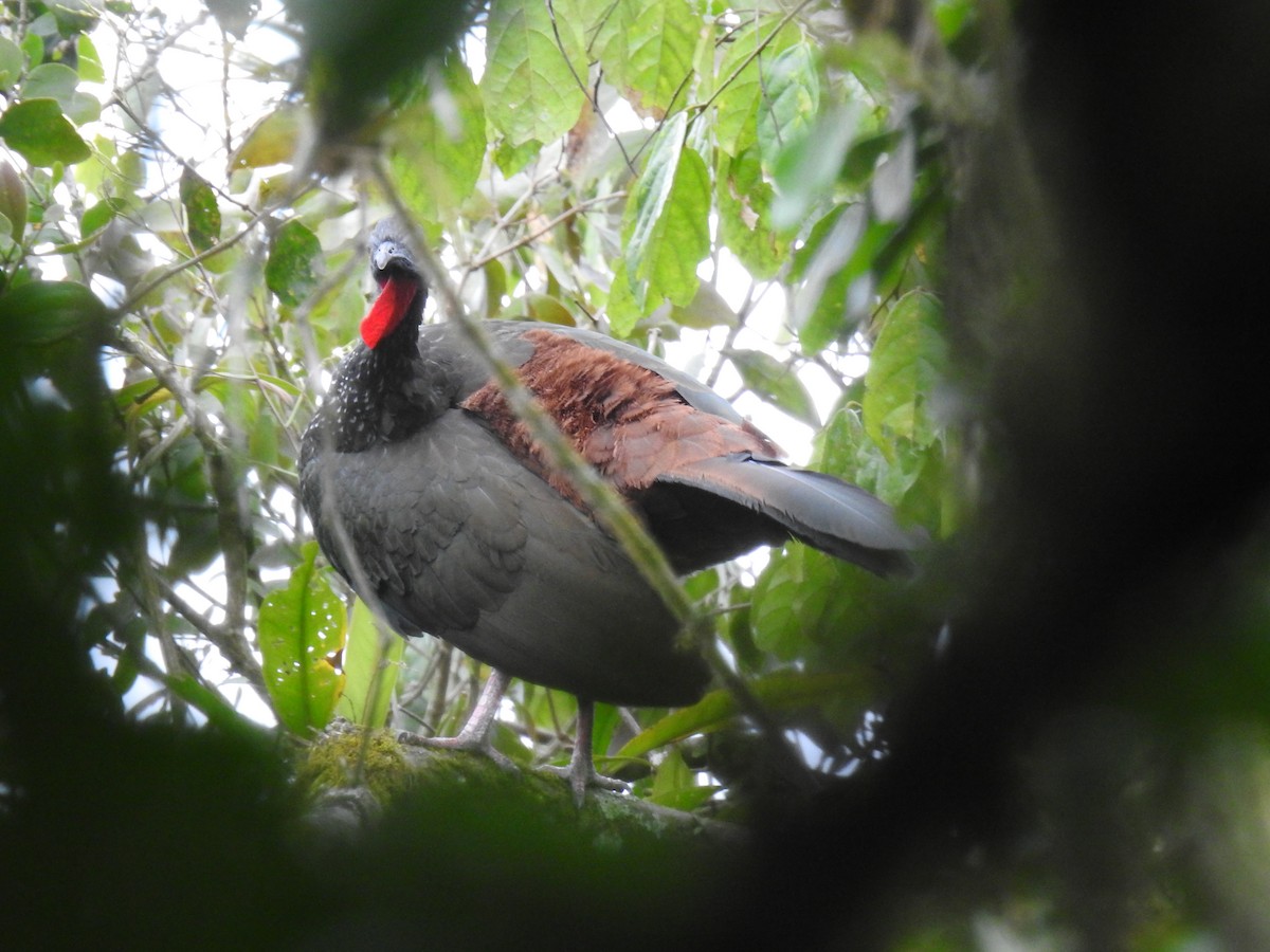 Crested Guan - ML220244501