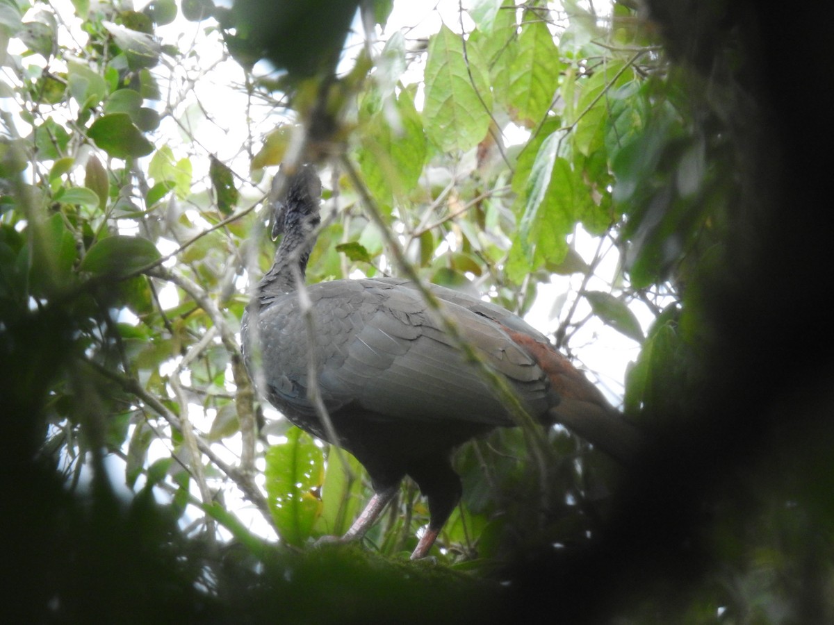 Crested Guan - ML220244511