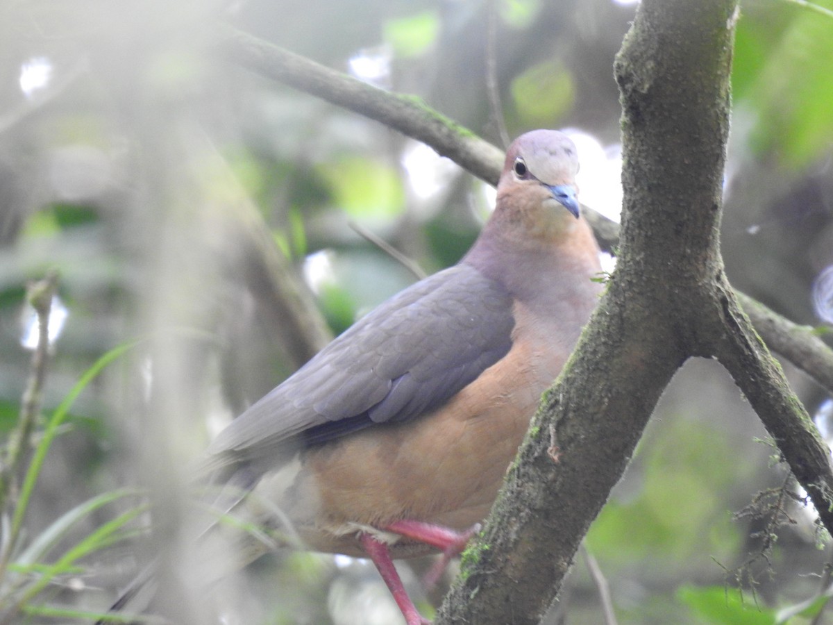 Ochre-bellied Dove - ML220245071