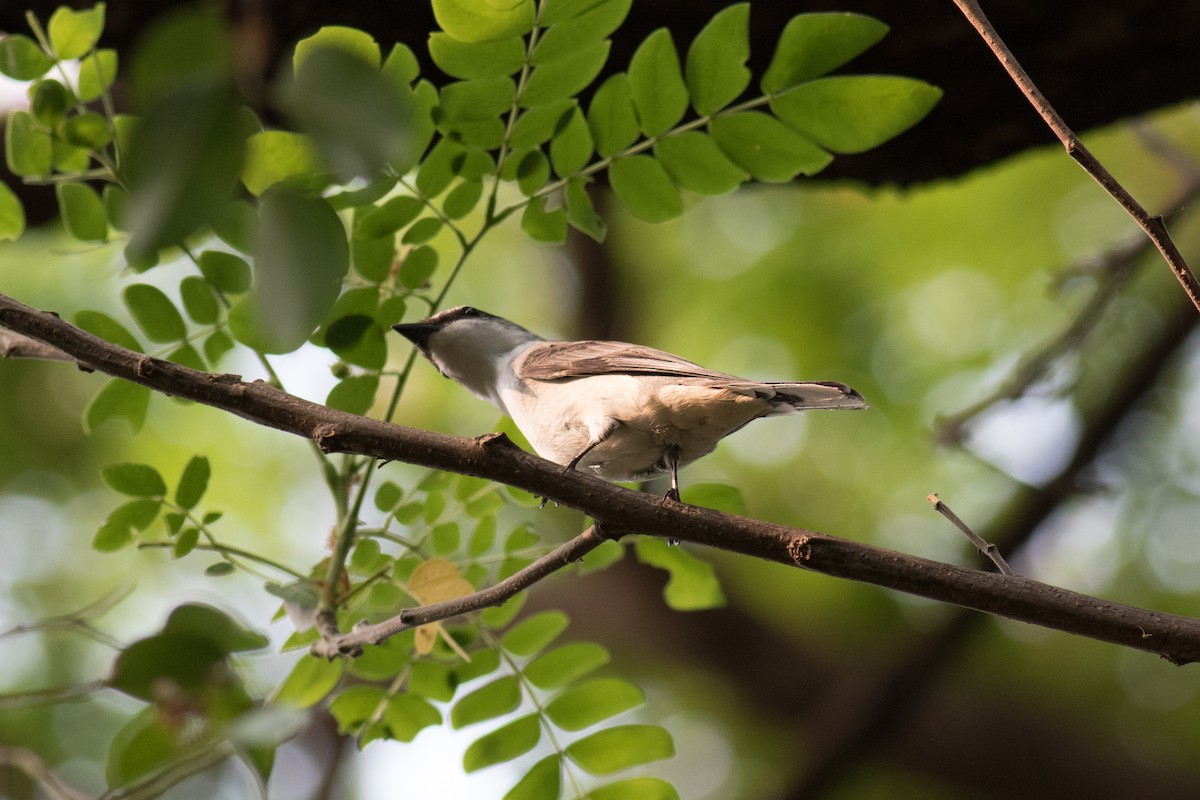 Brown-rumped Minivet - ML220246751