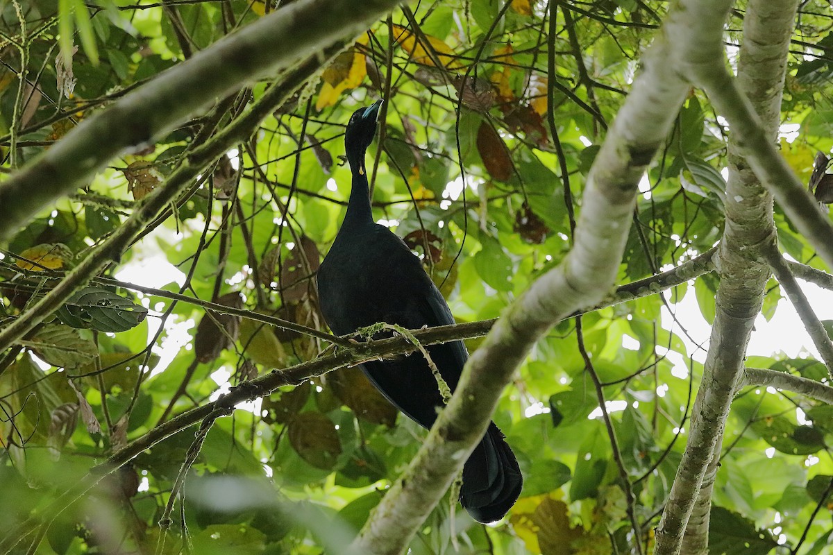 Wattled Guan - Holger Teichmann