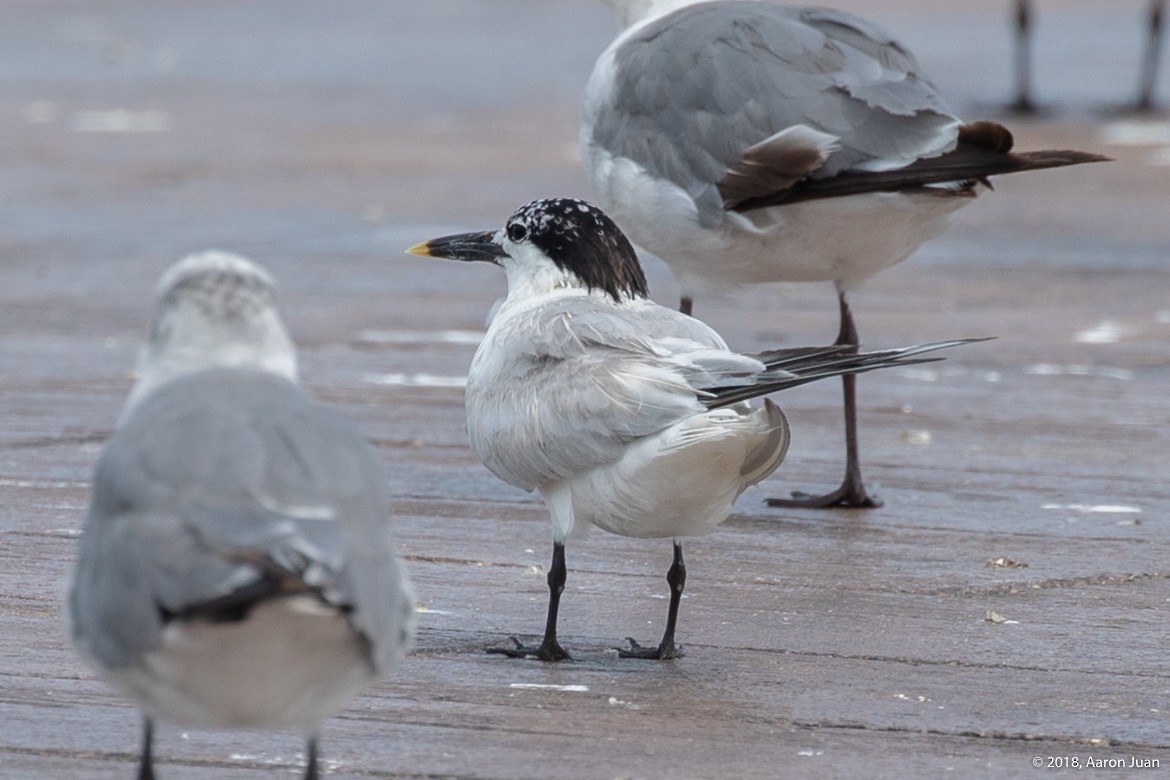 Sandwich Tern - ML220249081