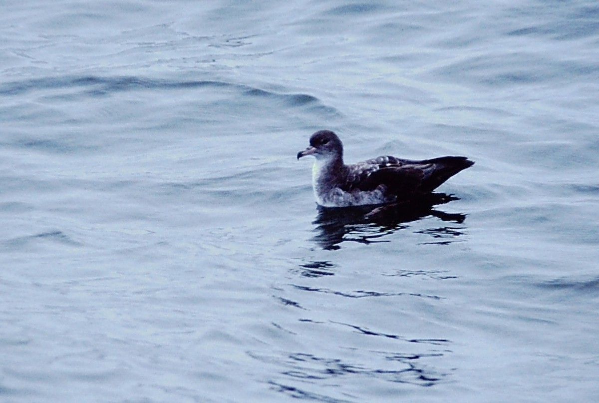 Pink-footed Shearwater - ML220249441