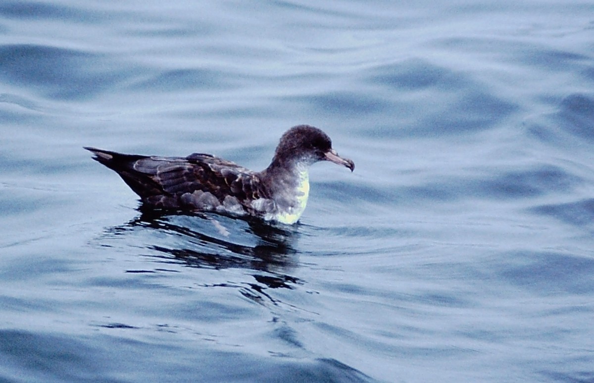 Pink-footed Shearwater - ML220249661
