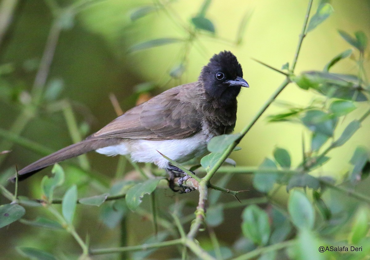 Common Bulbul (Common) - Fanis Theofanopoulos (ASalafa Deri)