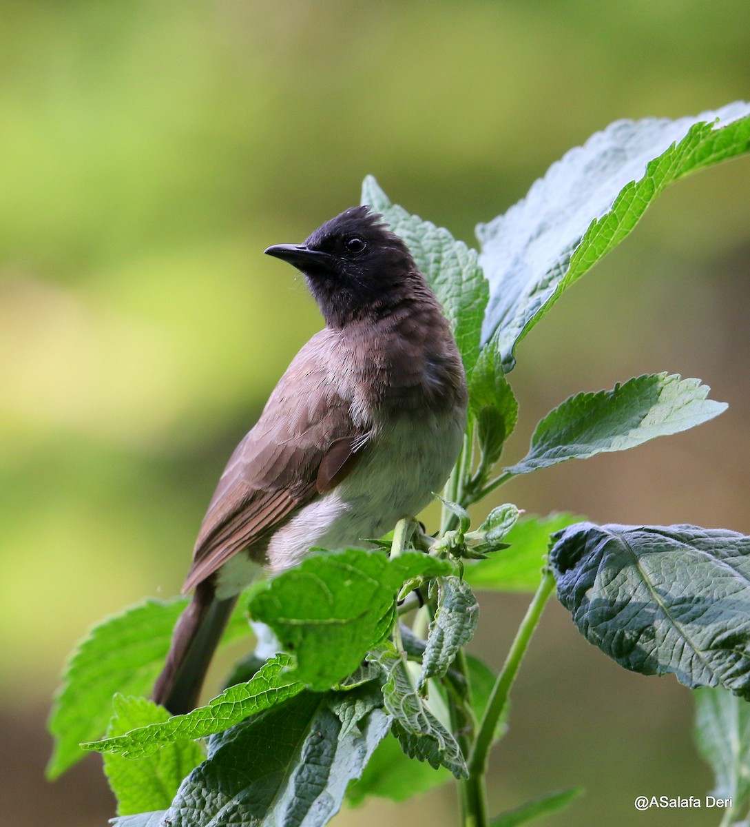 Bulbul des jardins (groupe barbatus) - ML220250151