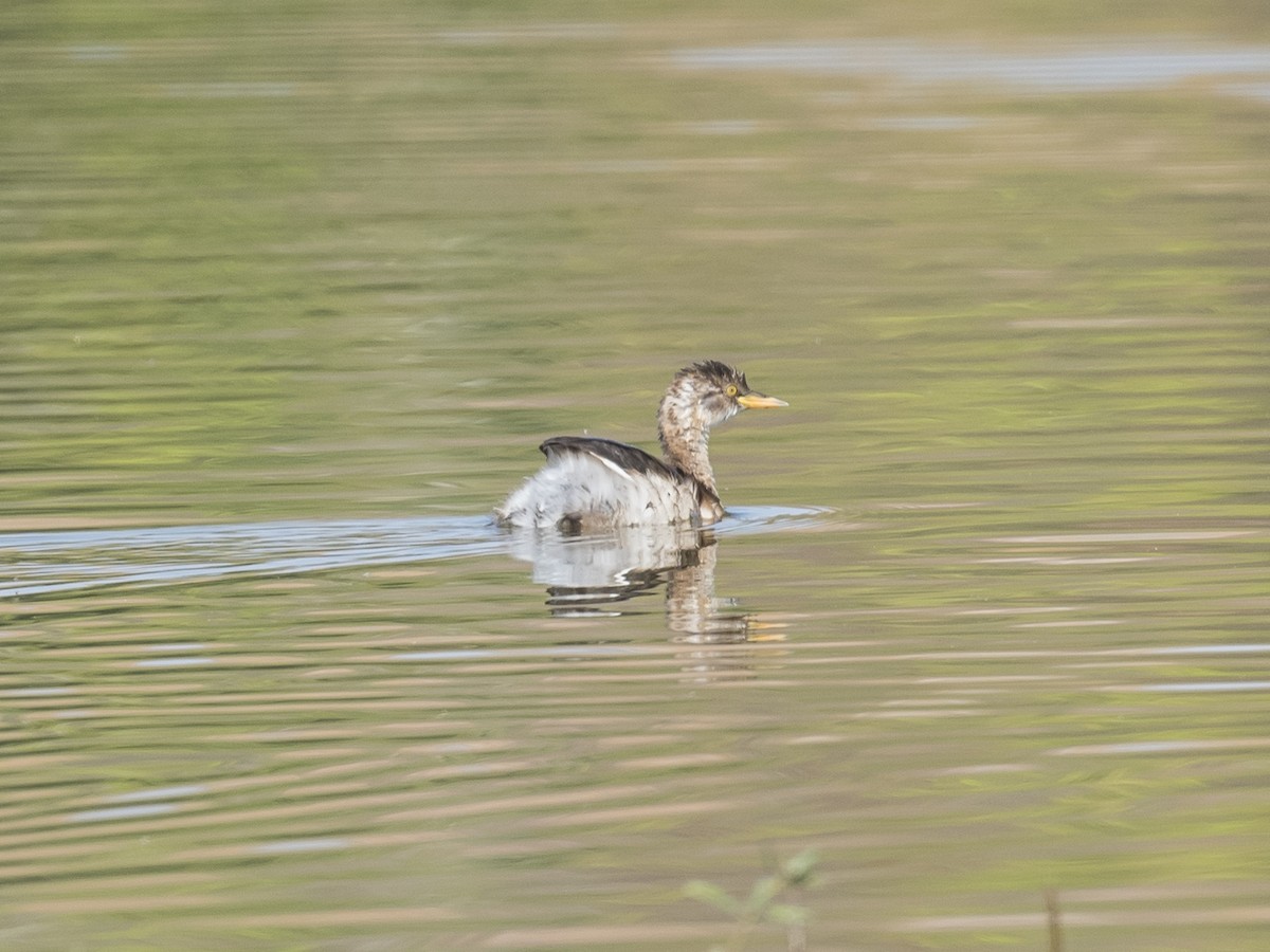 Little Grebe - ML220250511