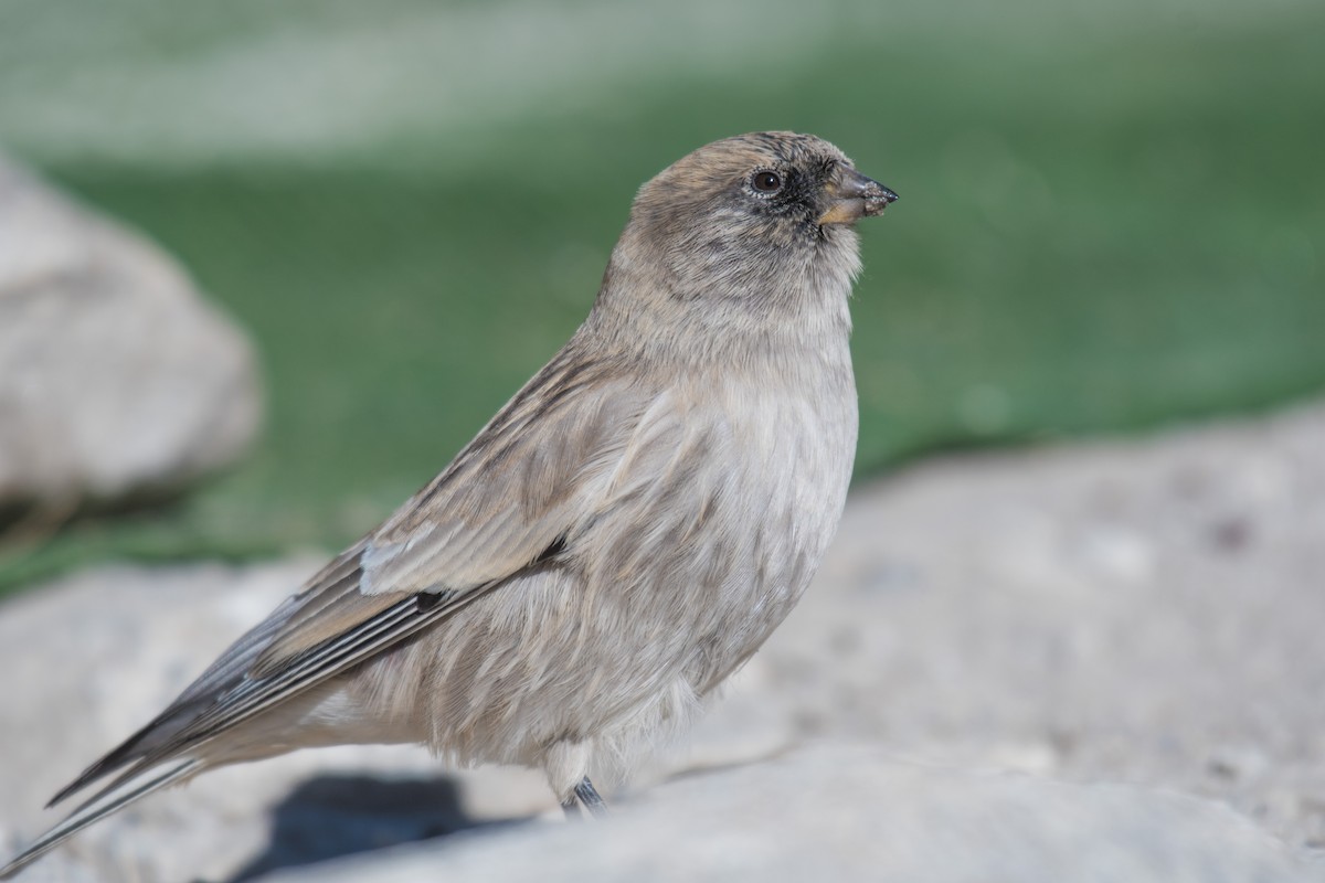 Black-headed Mountain Finch - ML220251261