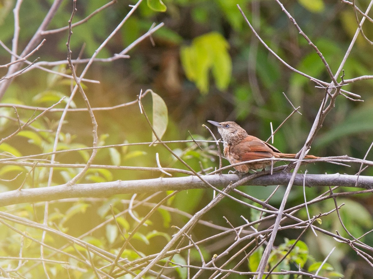 Chestnut-backed Thornbird - Niall D Perrins