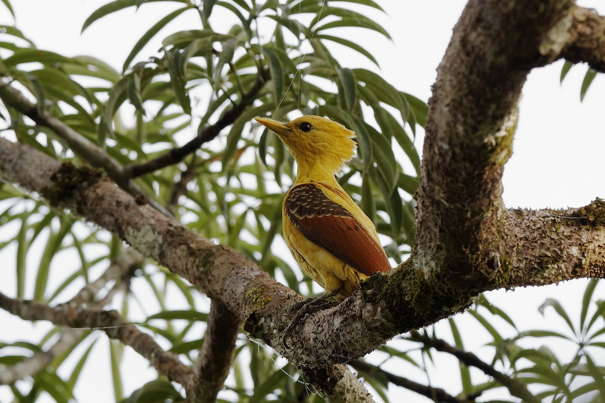 Cream-colored Woodpecker - Holger Teichmann