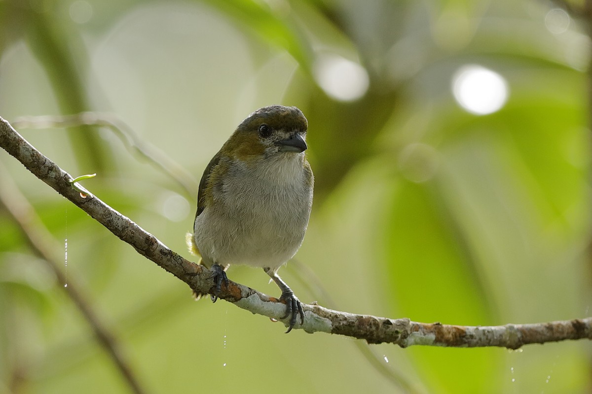 Golden-bellied Euphonia - ML220252261