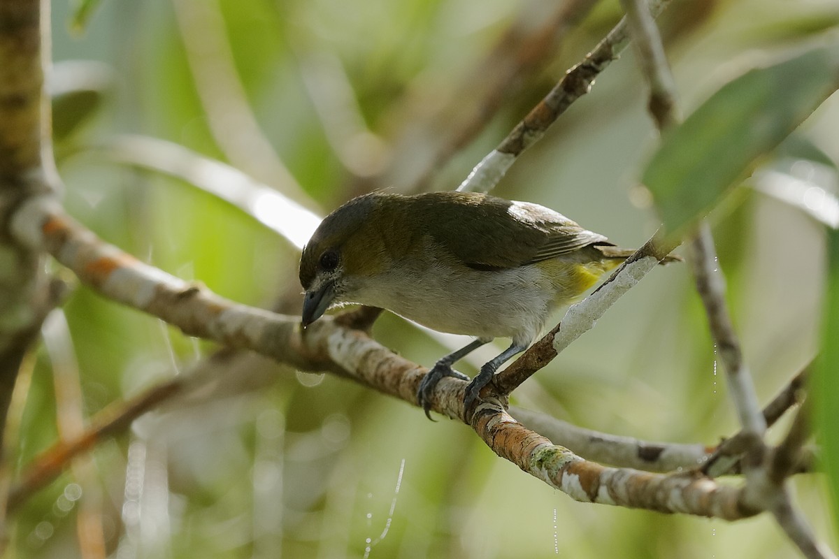 Golden-bellied Euphonia - ML220252271