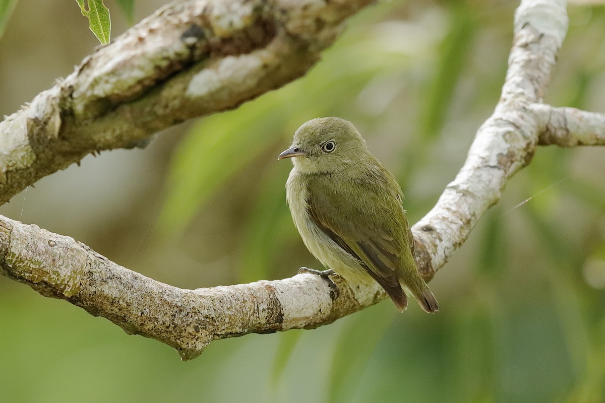 Dwarf Tyrant-Manakin - ML220252291