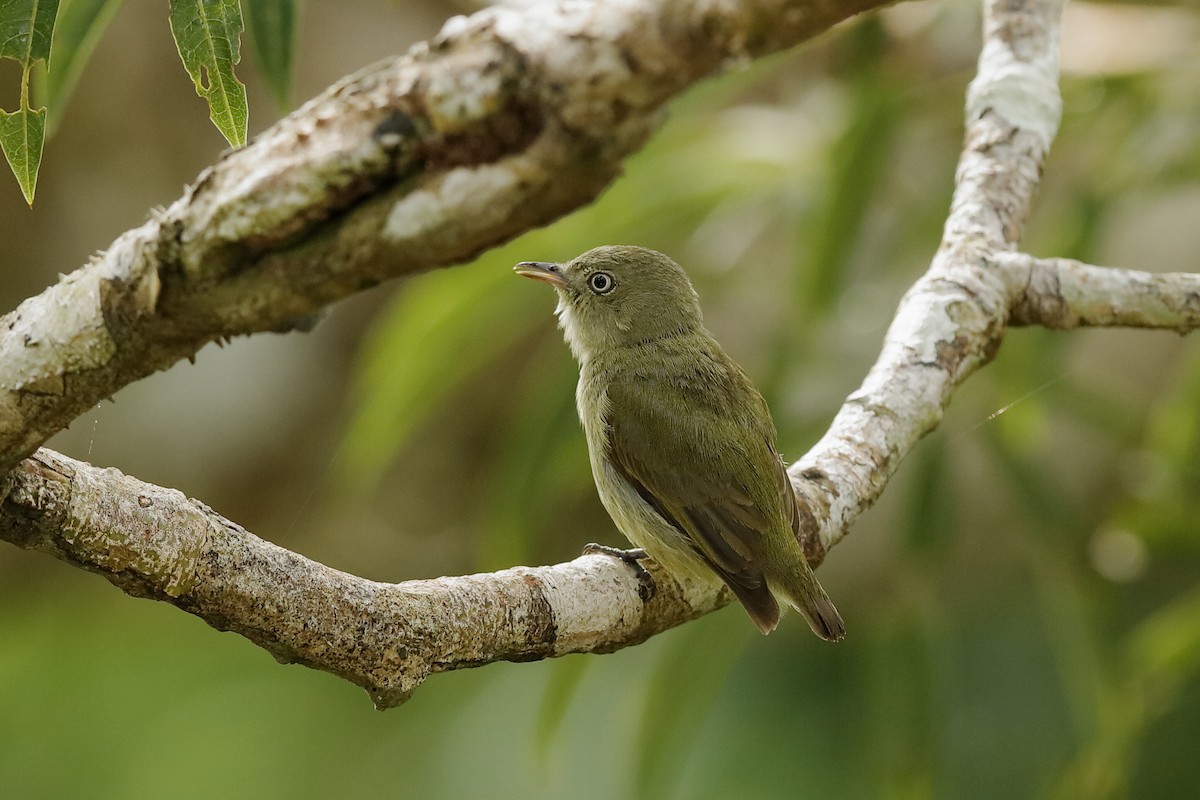 Dwarf Tyrant-Manakin - ML220252301