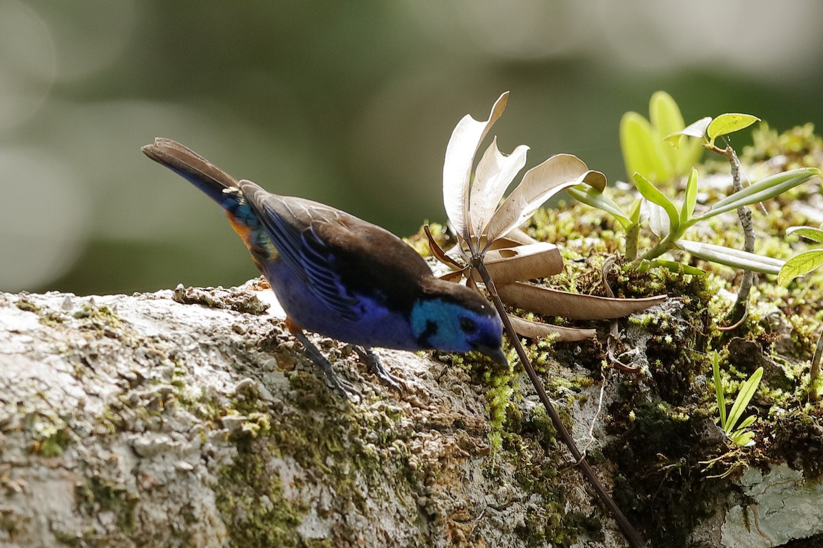 Opal-rumped Tanager - ML220252311