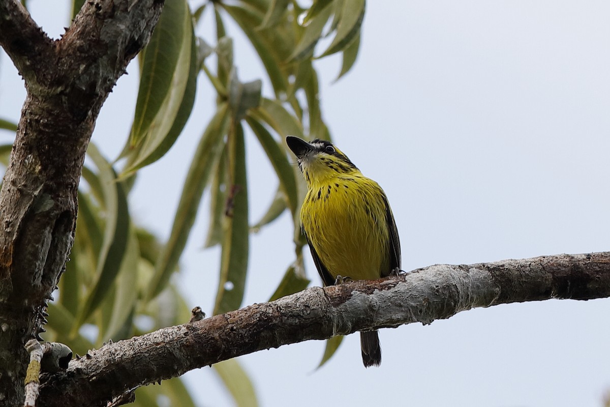 Yellow-browed Tody-Flycatcher - ML220252371