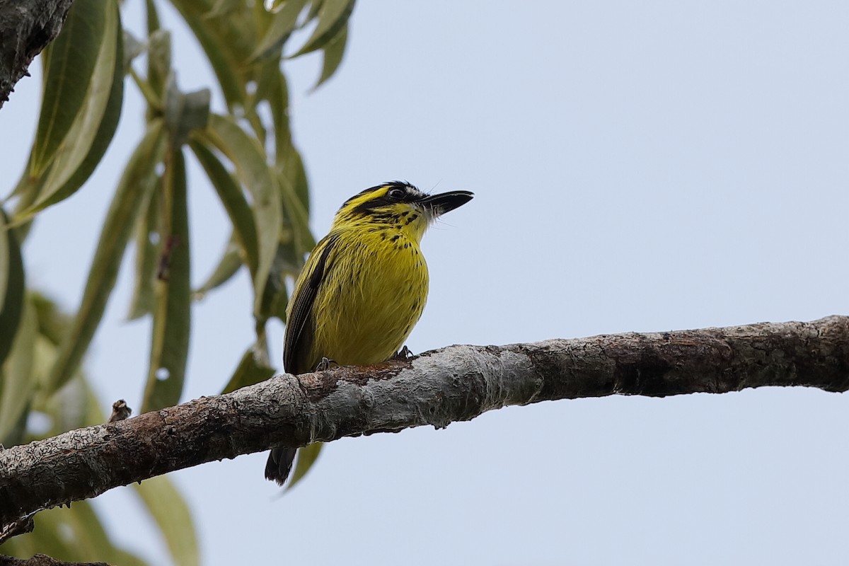 Yellow-browed Tody-Flycatcher - ML220252381