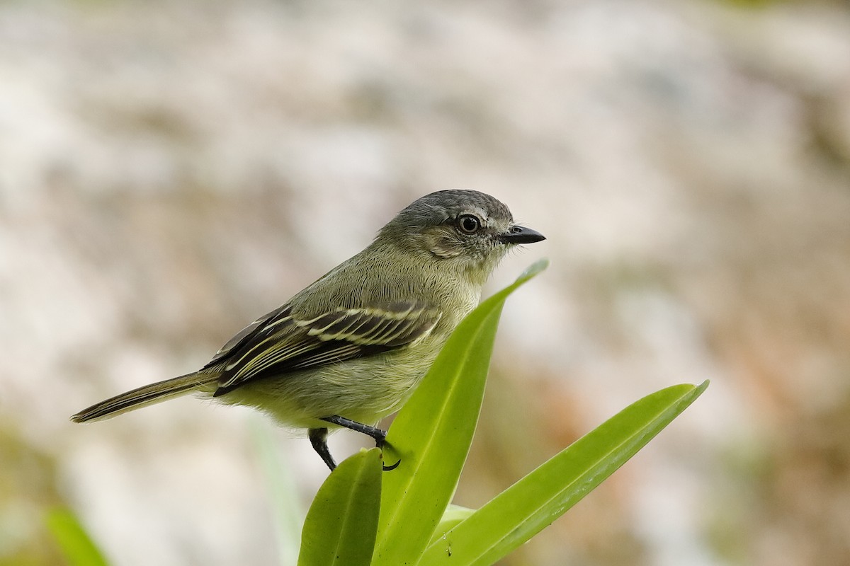 Slender-footed Tyrannulet - ML220252401