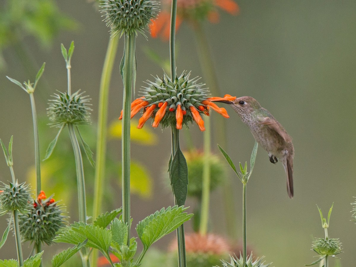 Spot-throated Hummingbird - ML220252461