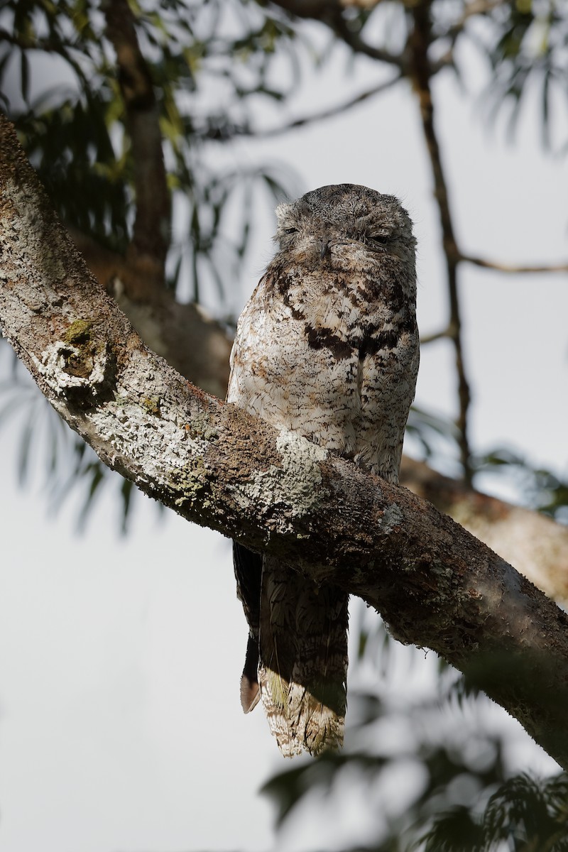 Great Potoo - ML220252521