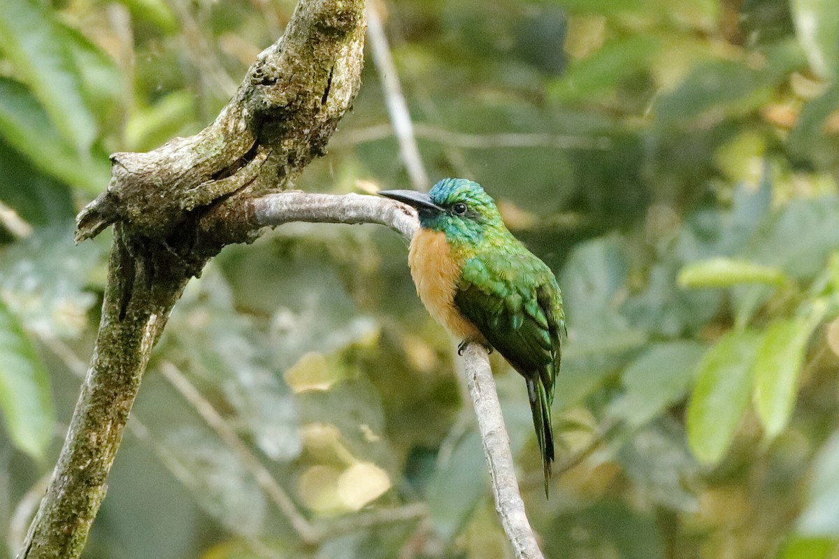 Great Jacamar - ML220252551