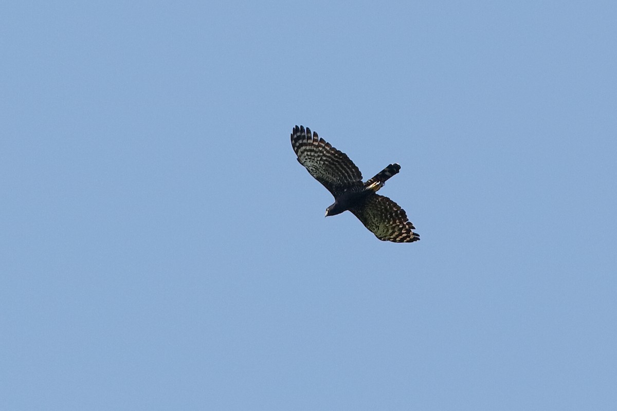 Águila Negra - ML220252561