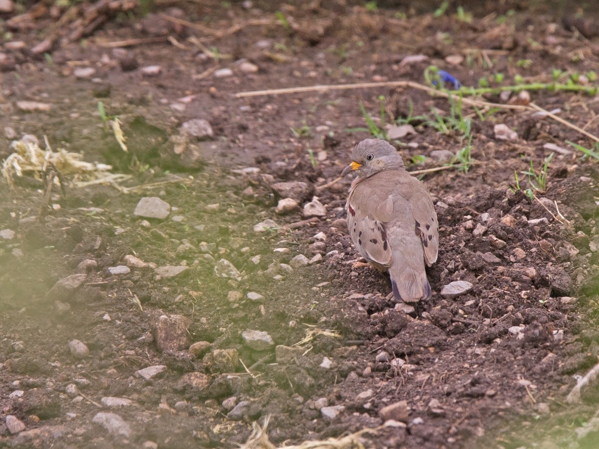 Croaking Ground Dove - ML220252571