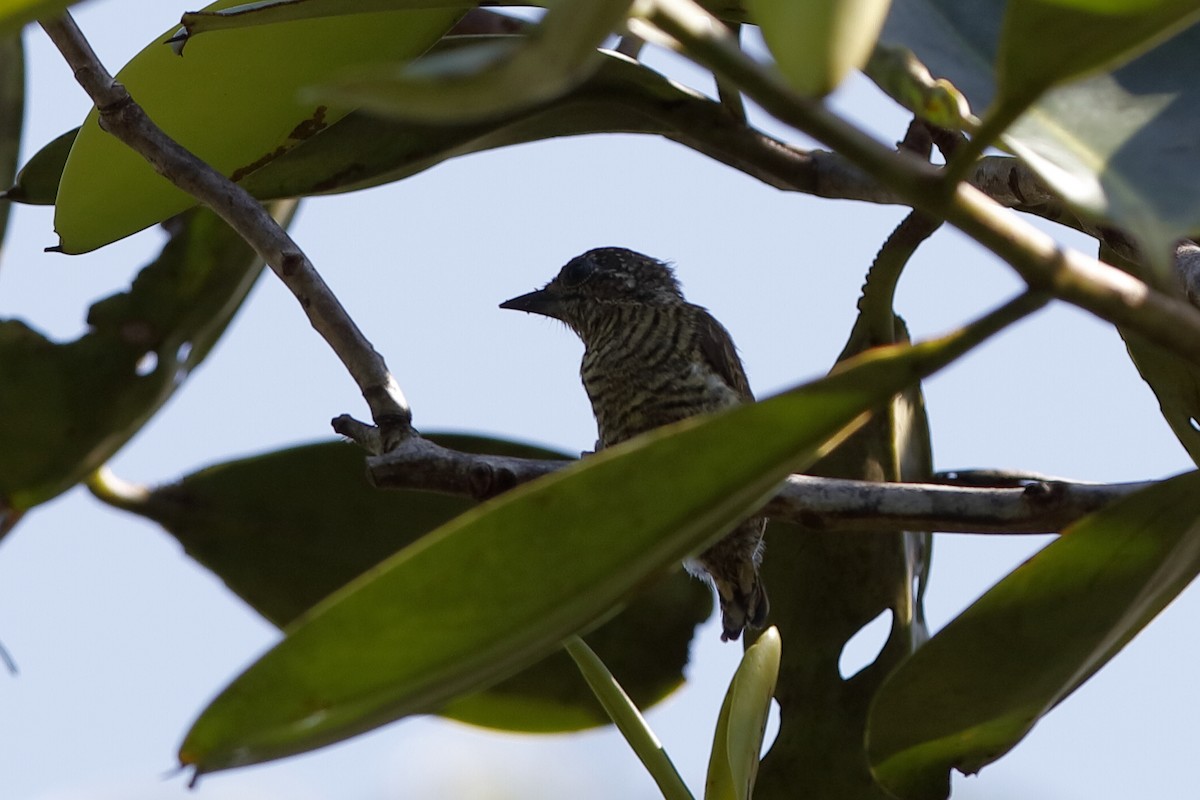 Lafresnaye's Piculet - ML220252591